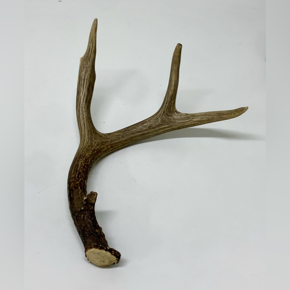Vintage Upper Peninsula Michigan Deer Antler 12.1oz/344g